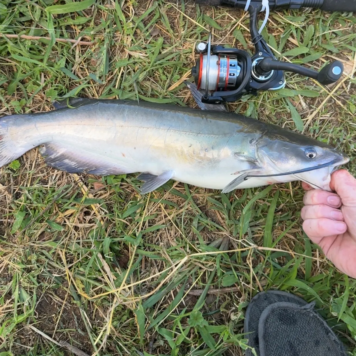 Channel catfish caught on Fishbrain