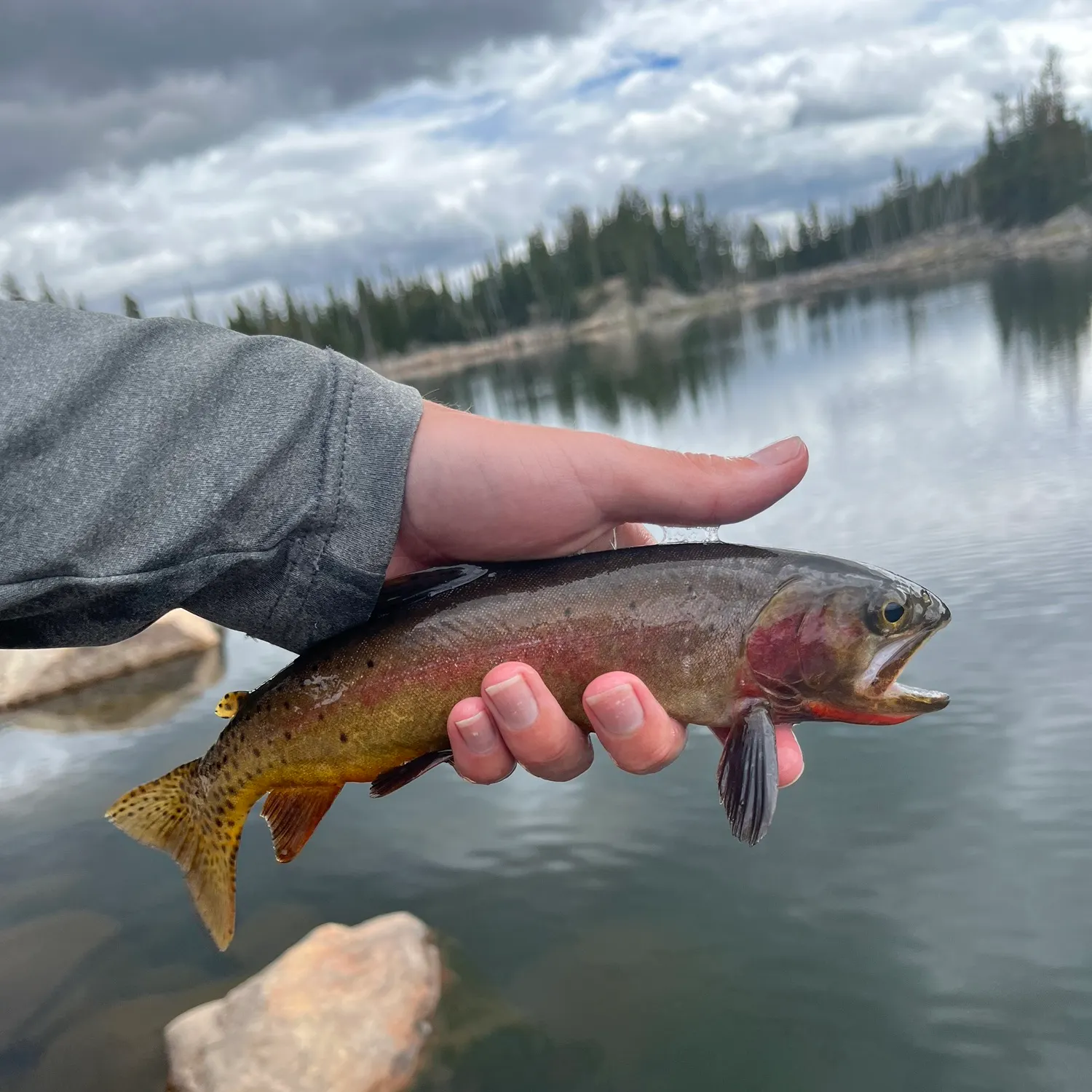 Cutthroat trout caught on Fishbrain