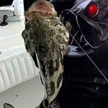 The most recent Atlantic goliath grouper catches on Fishbrain