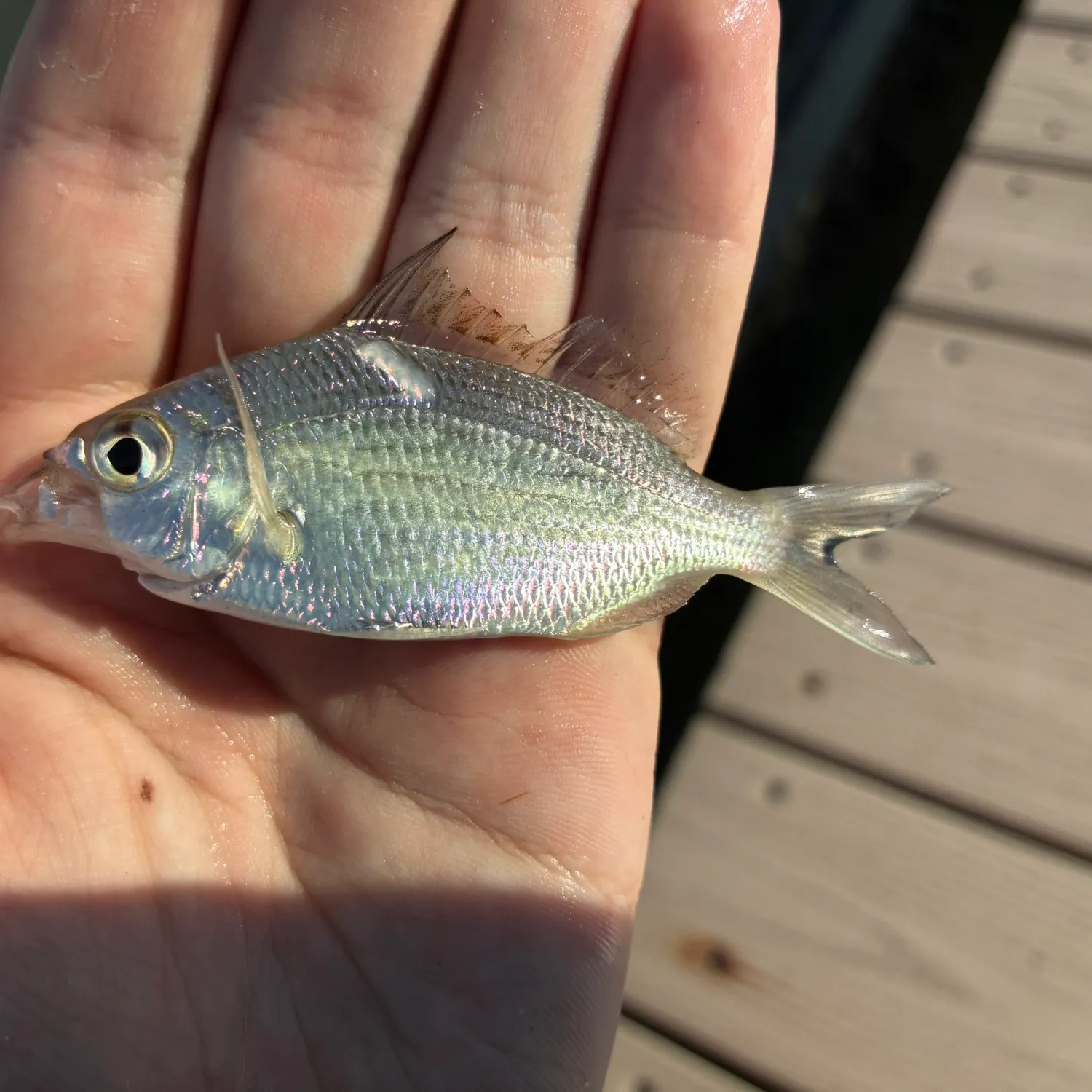 The most recent Silver jenny catches on Fishbrain