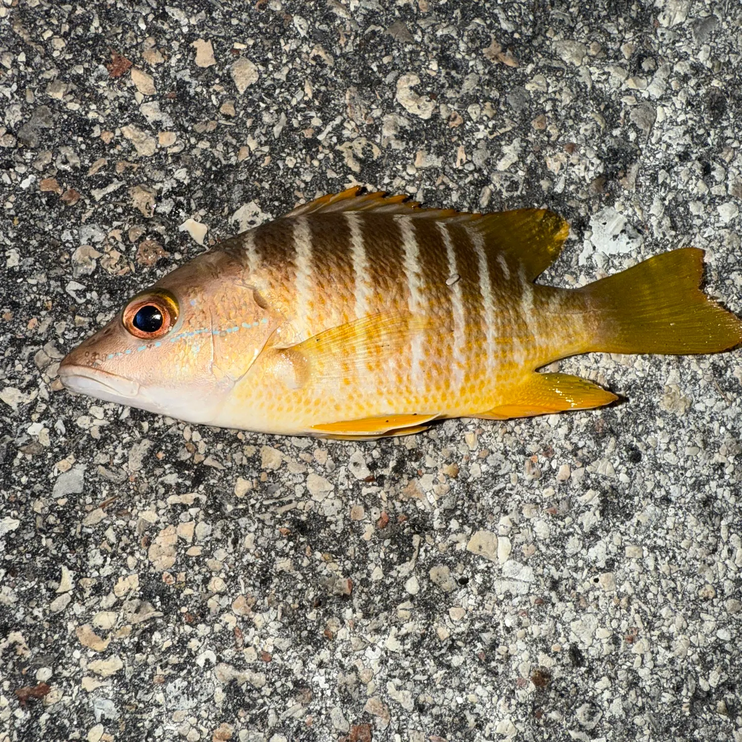 The most recent Schoolmaster snapper catches on Fishbrain