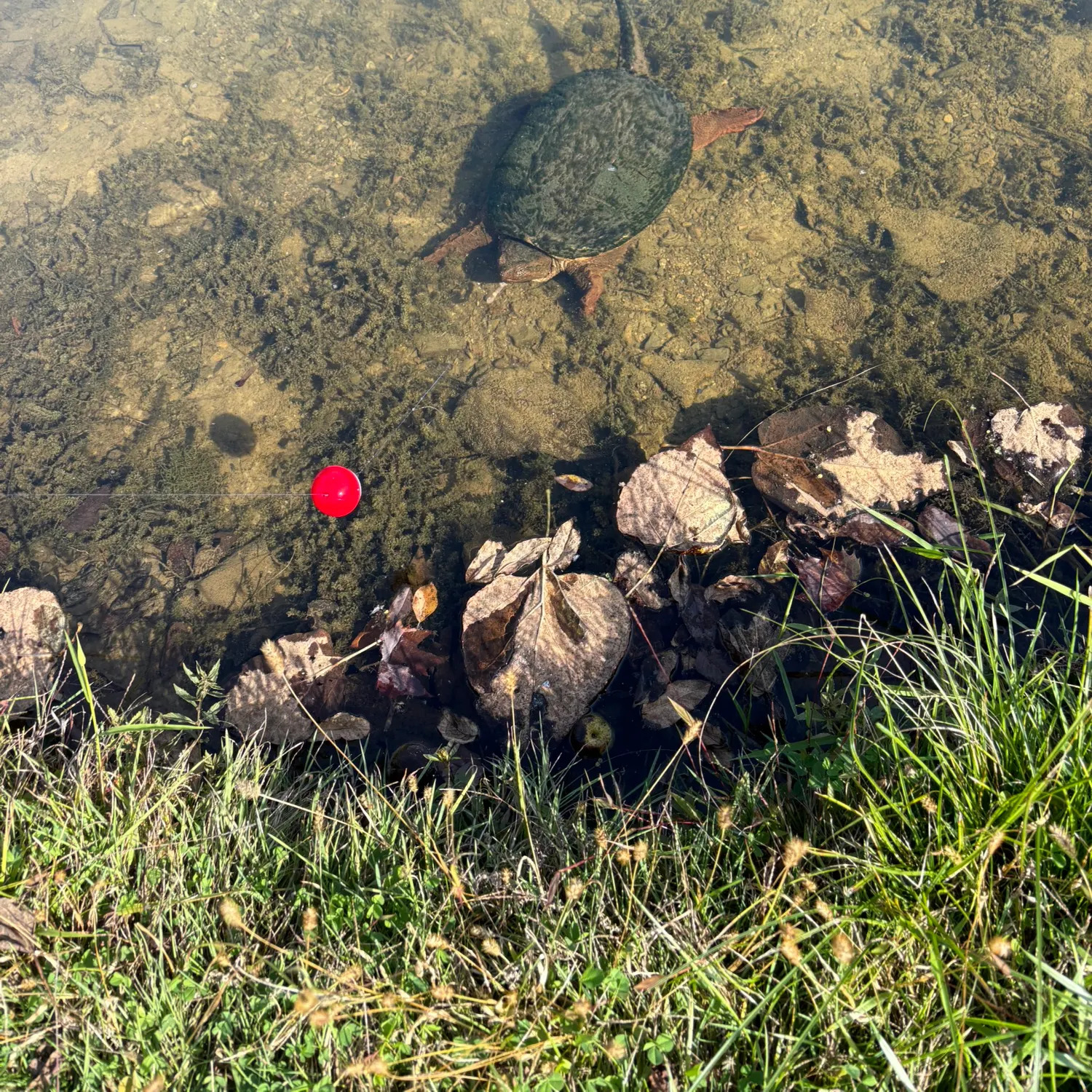 The most recent Common eagle ray catches on Fishbrain