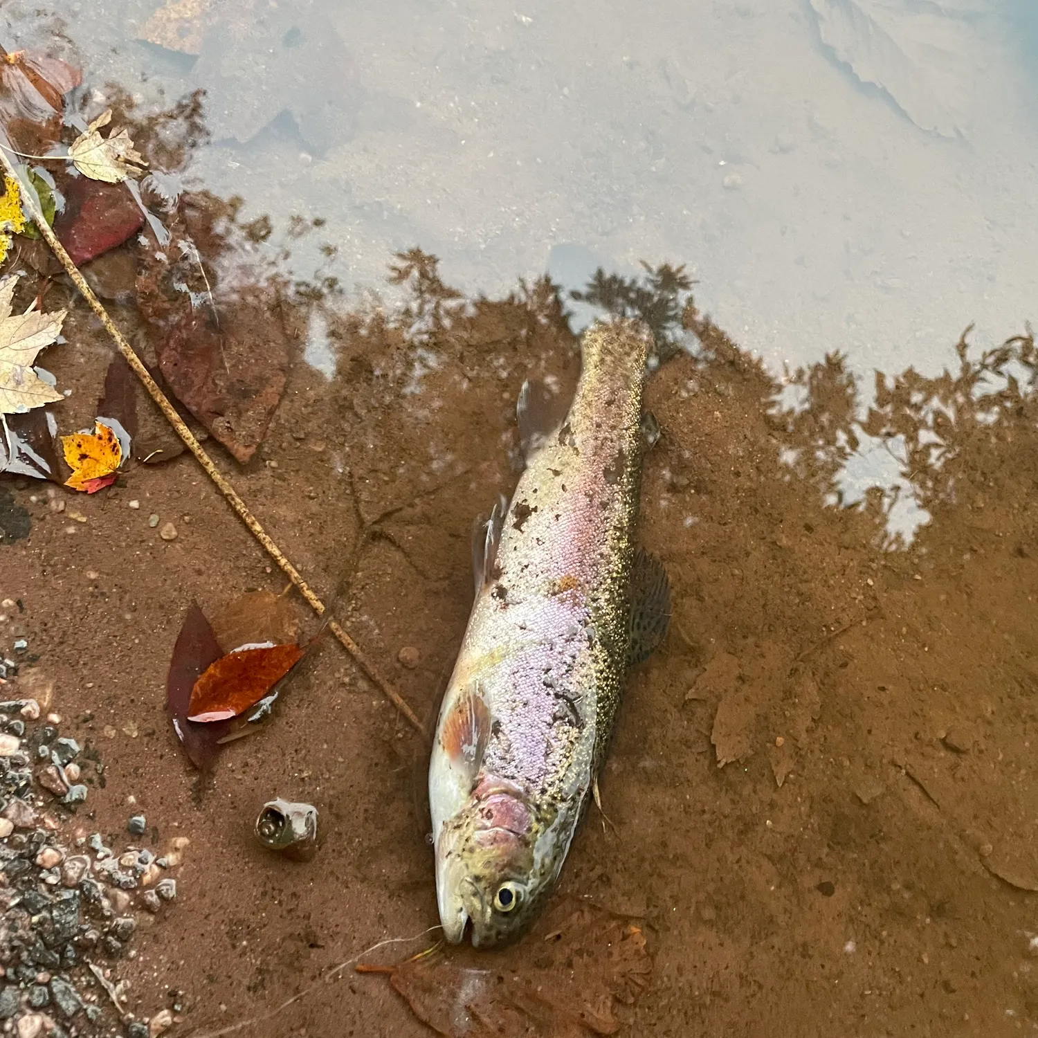 Rainbow trout caught on Fishbrain