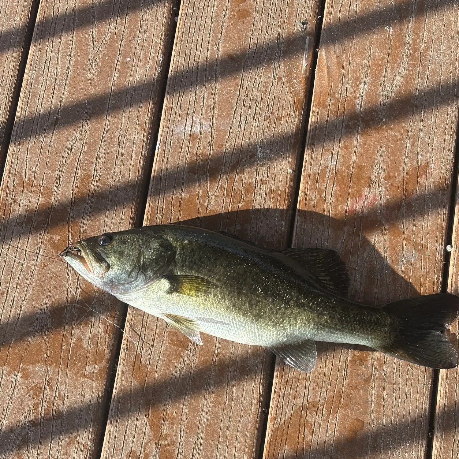 Largemouth bass caught on Fishbrain