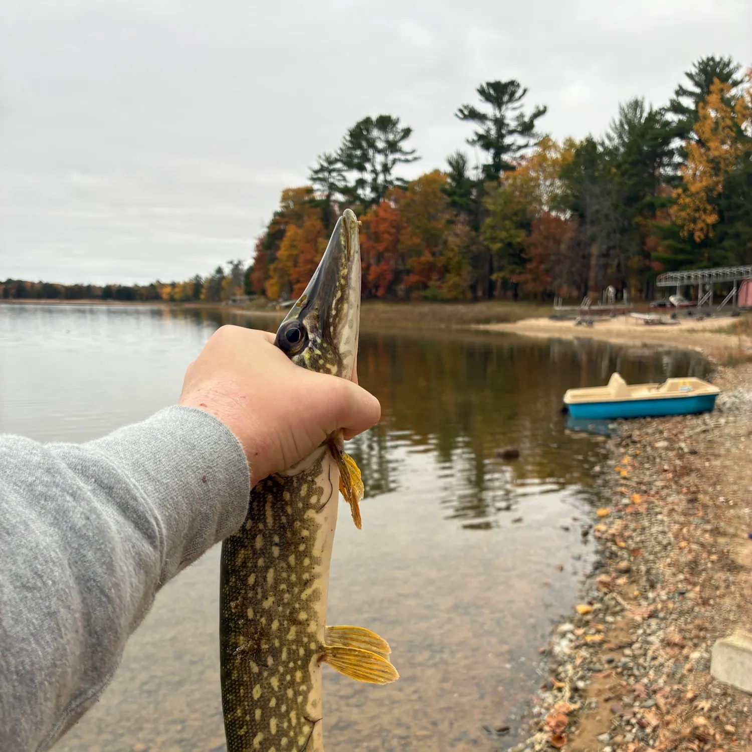 Northern pike caught on Fishbrain