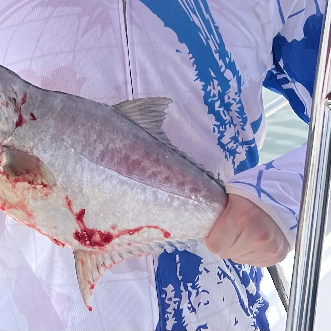 Longjaw leatherjacket caught on Fishbrain