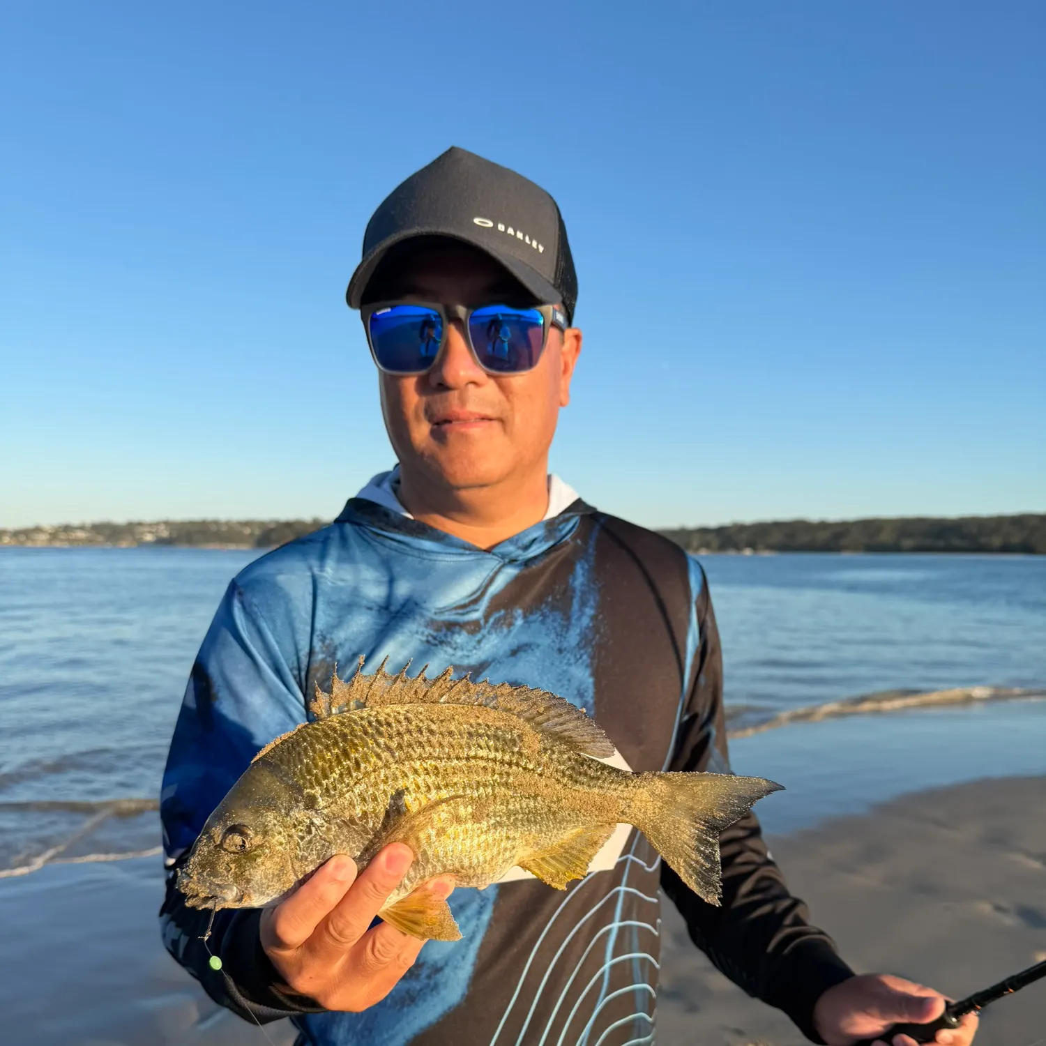 Surf bream caught on Fishbrain