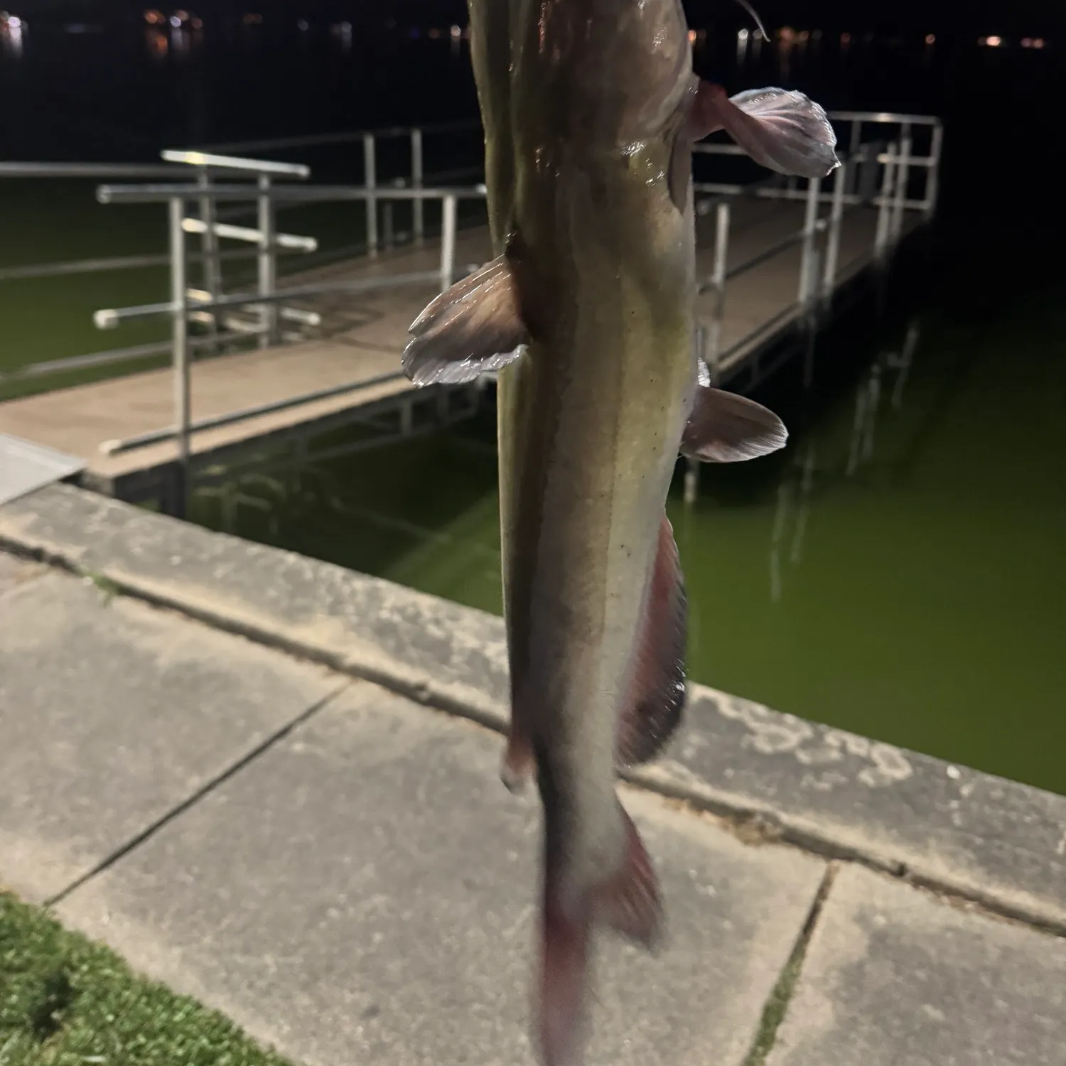 Channel catfish caught on Fishbrain