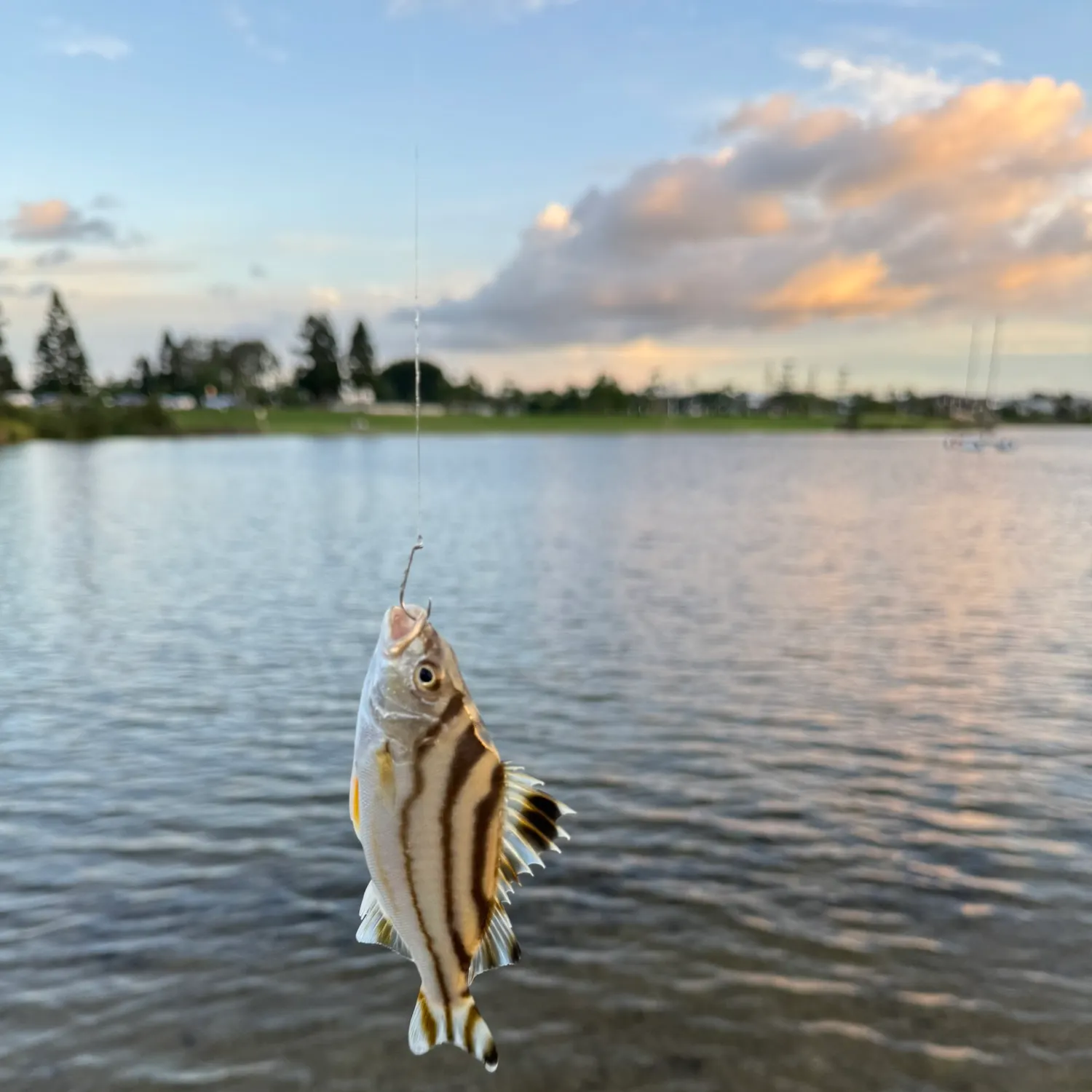 The most recent Jarbua terapon catches on Fishbrain