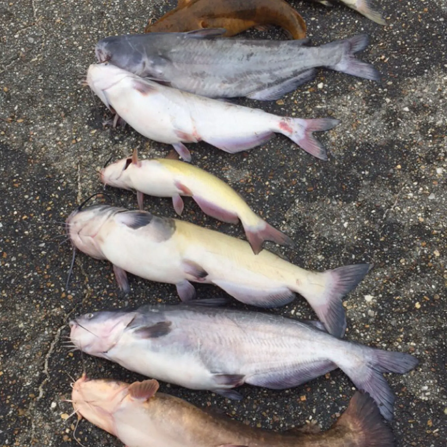 recently logged catches