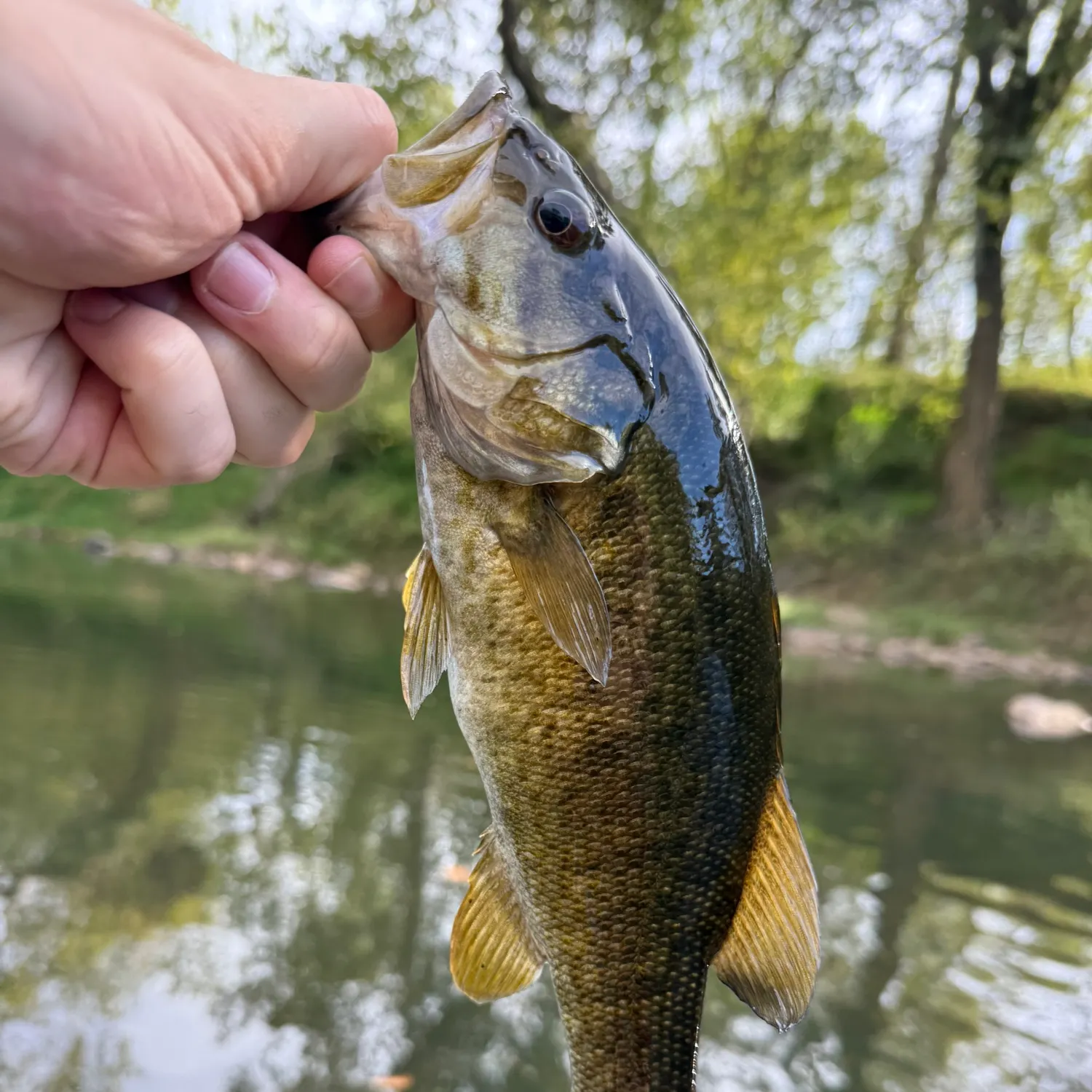 Smallmouth bass caught on Fishbrain