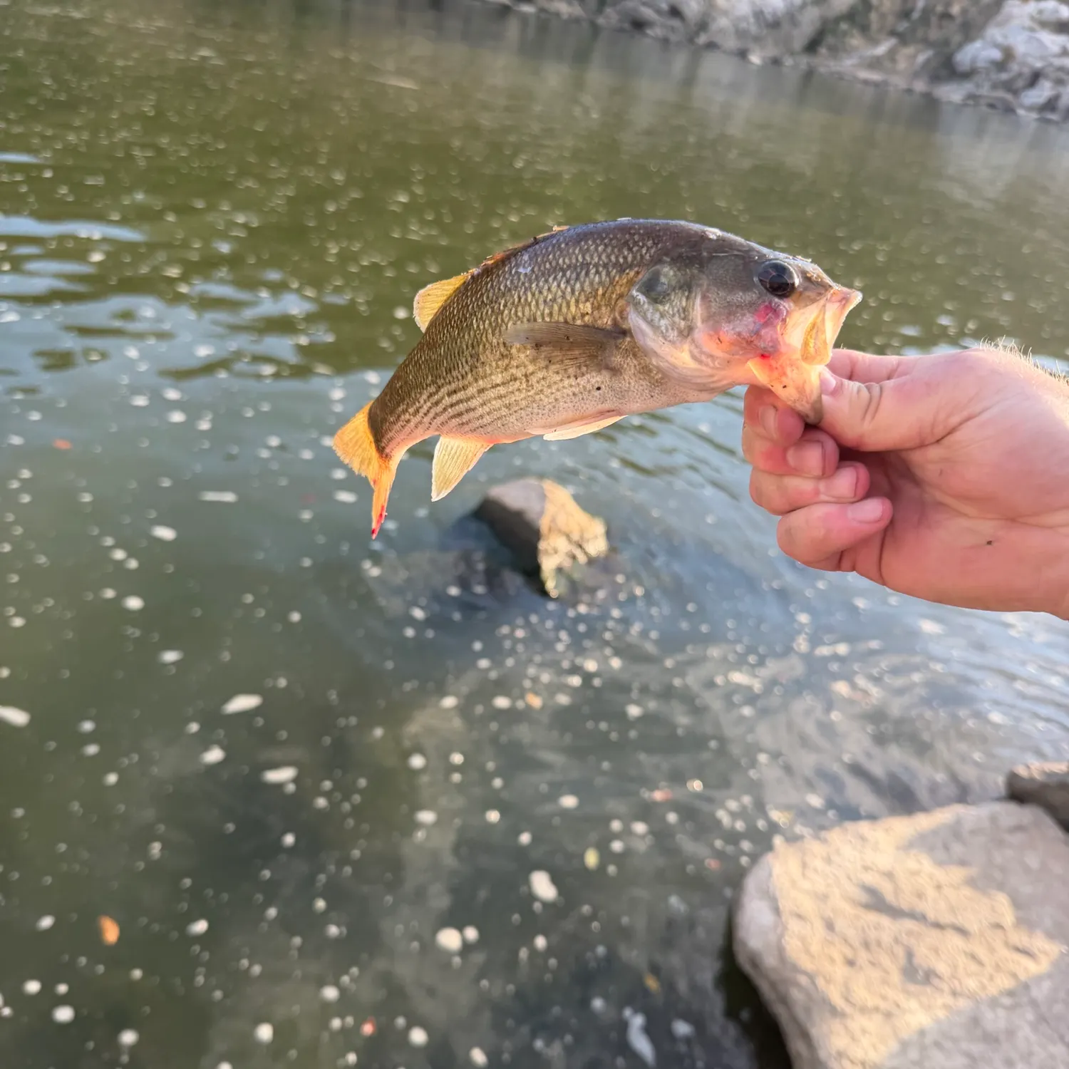 Fish caught on Fishbrain