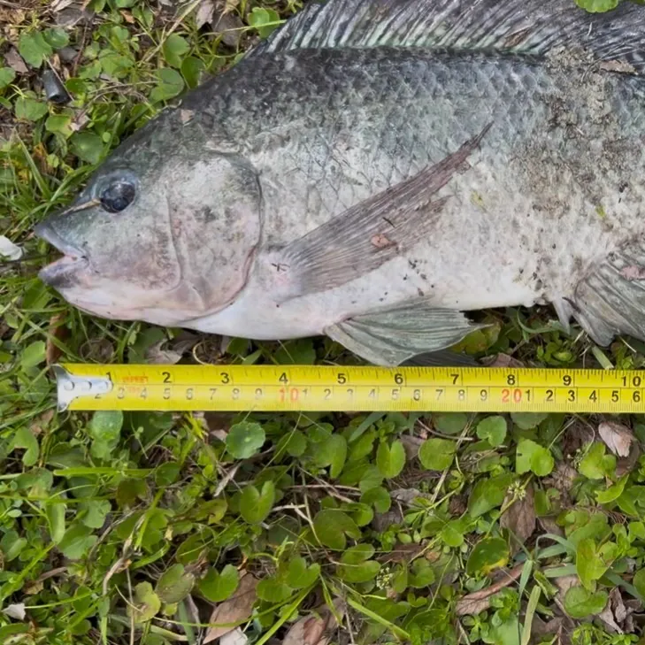 The most recent Blue tilapia catches on Fishbrain