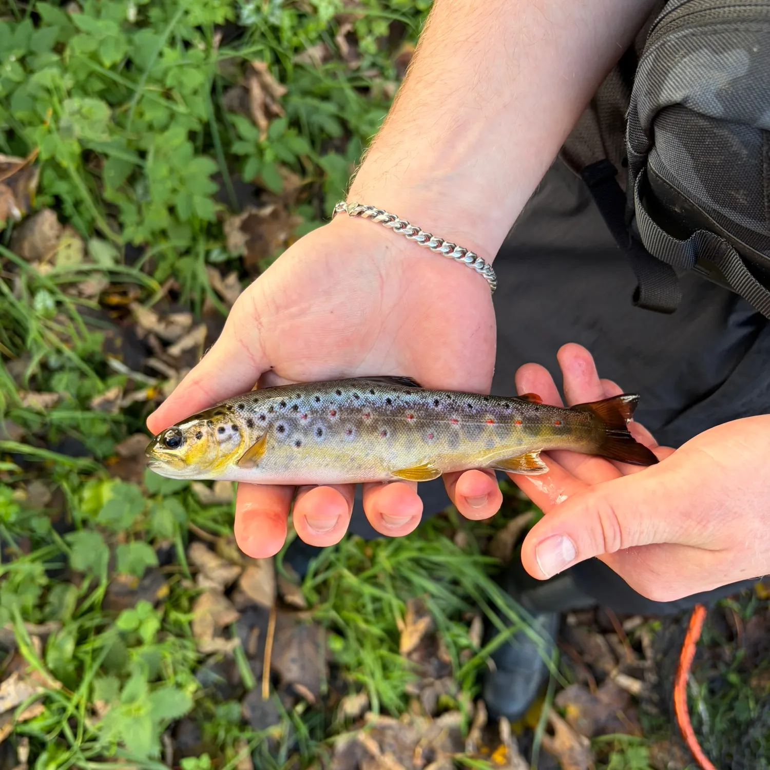 Brown trout caught on Fishbrain