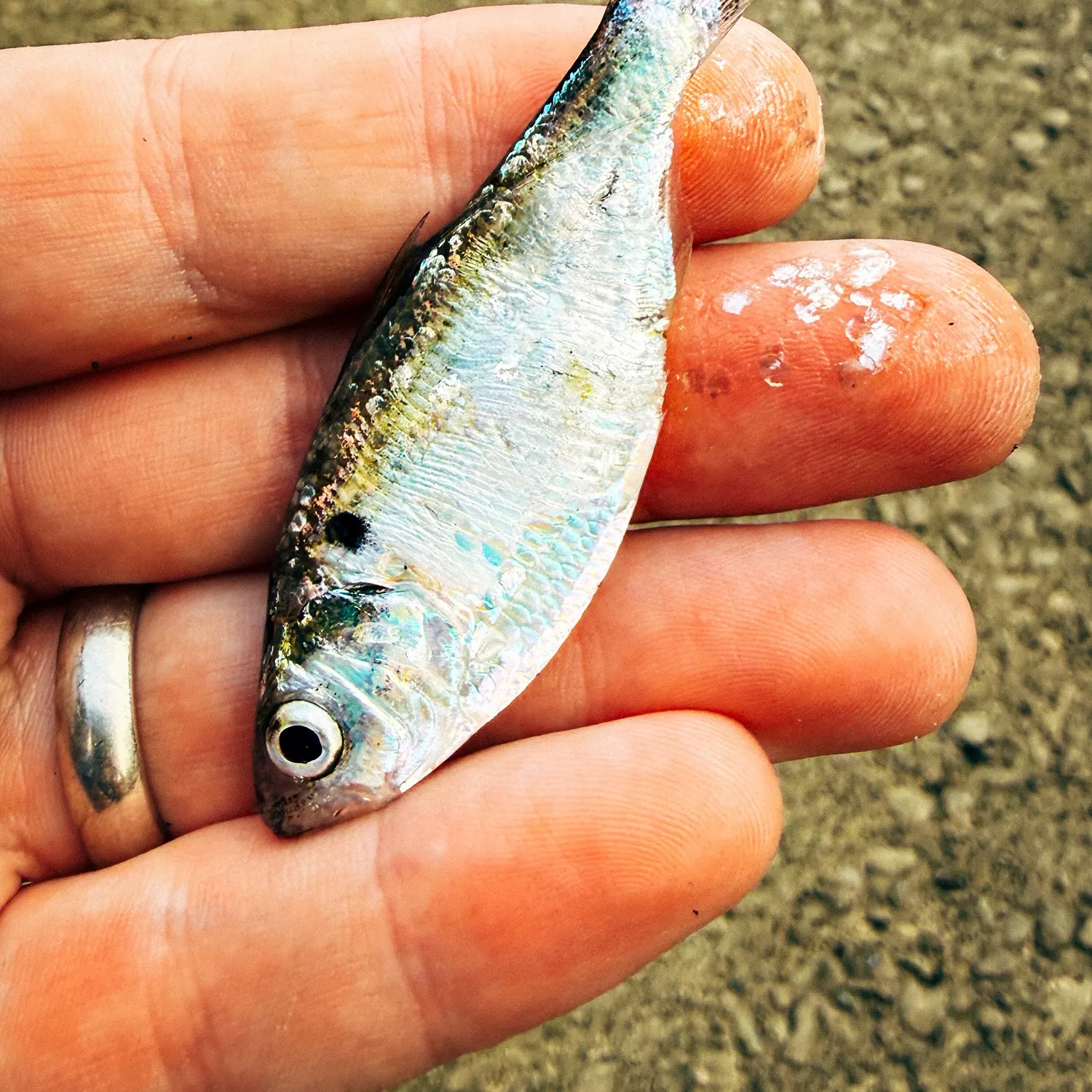 The most recent Threadfin shad catches on Fishbrain