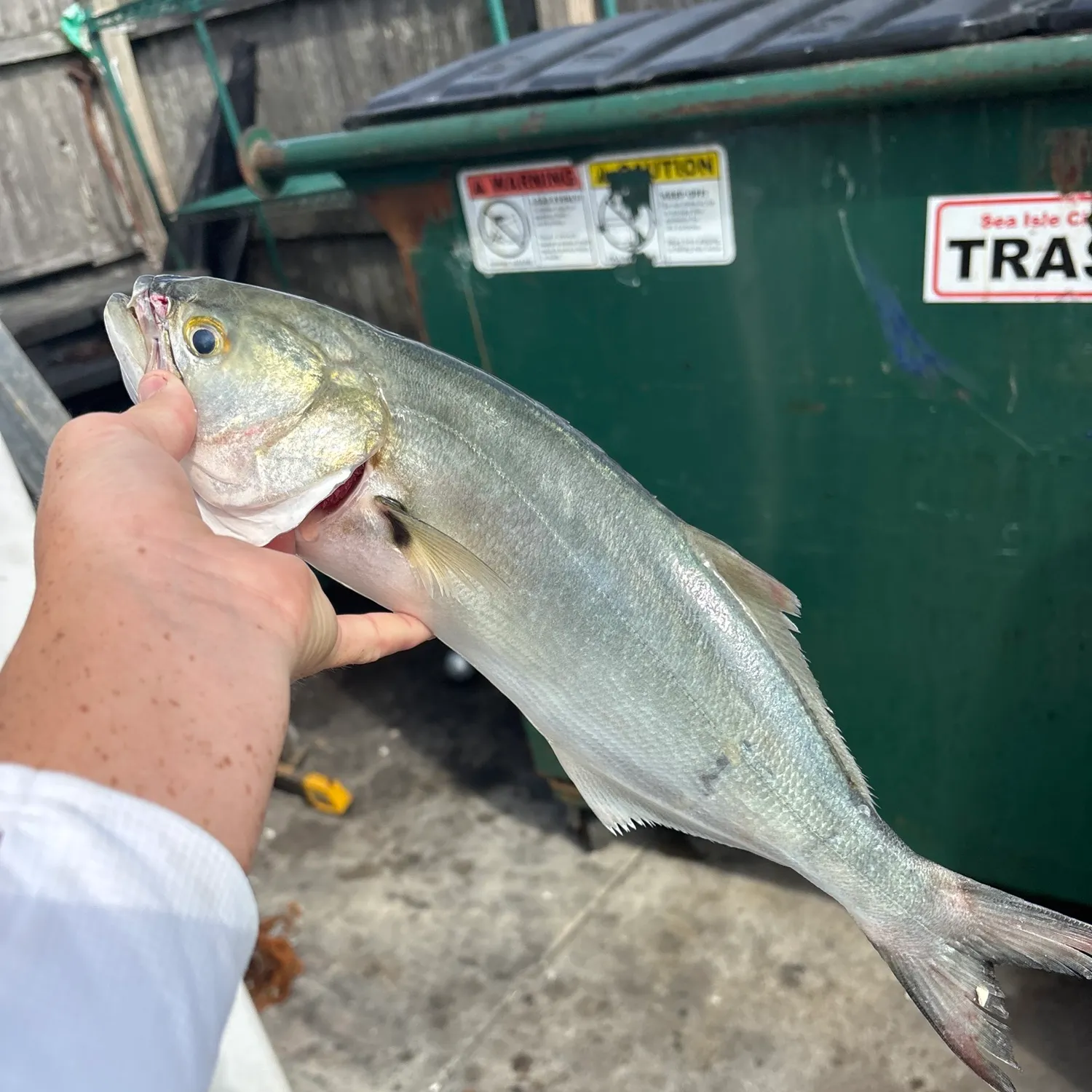 Bluefish caught on Fishbrain