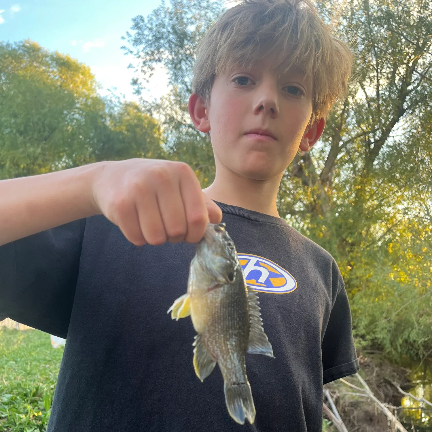 Green sunfish caught on Fishbrain