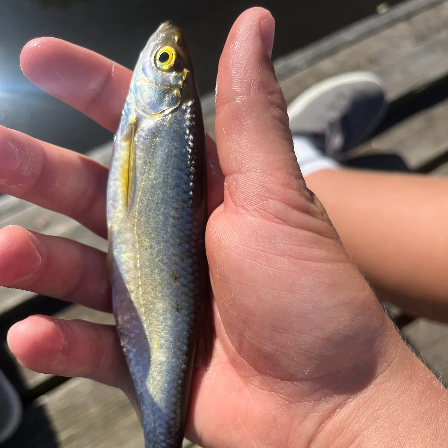The most recent Common bleak catches on Fishbrain