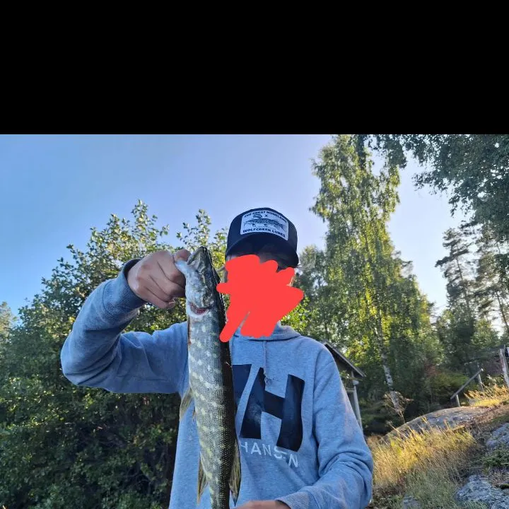 Northern pike caught on Fishbrain