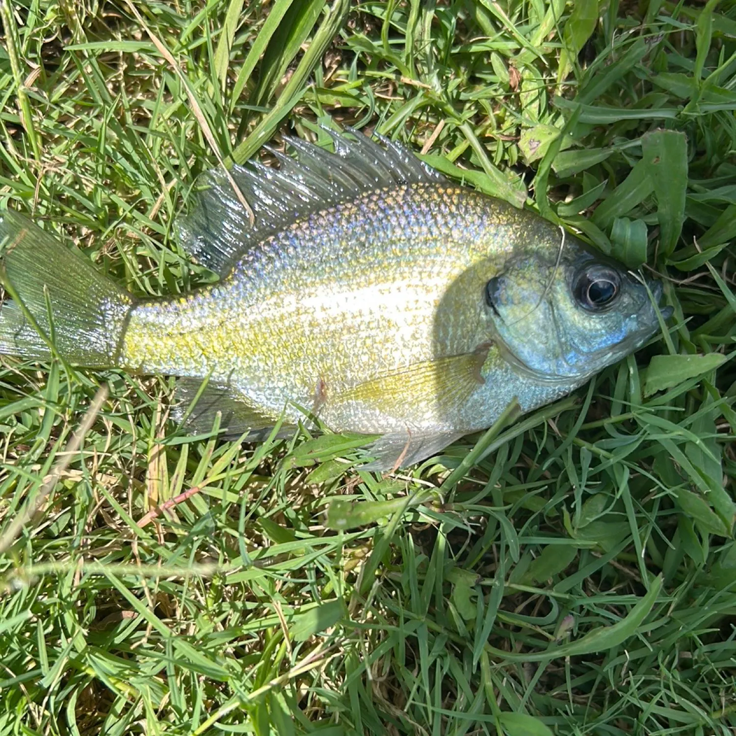 The most recent Bluegill catches on Fishbrain
