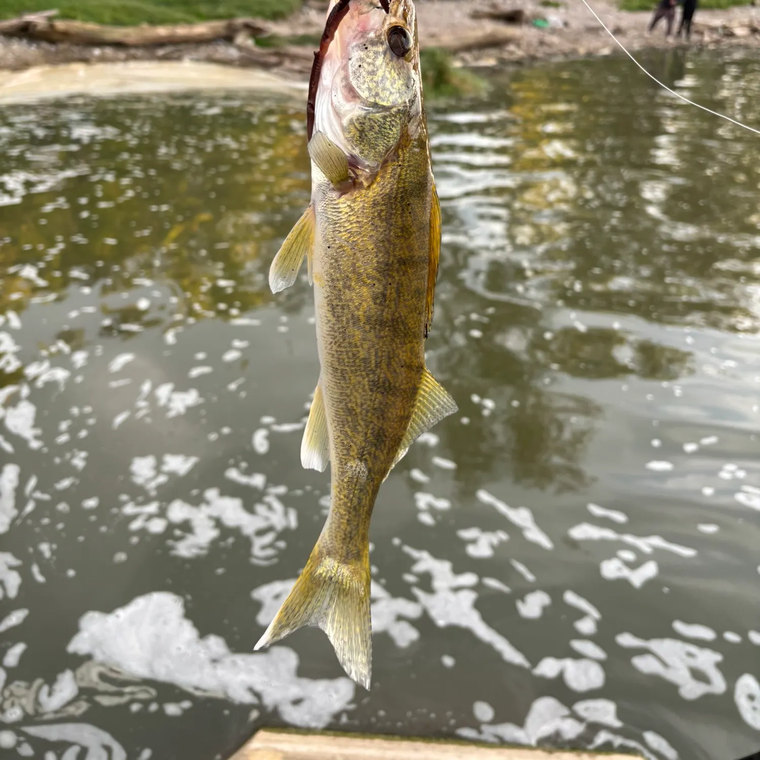 Walleye caught on Fishbrain