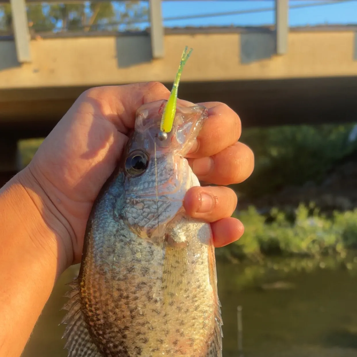 Black crappie caught on Fishbrain