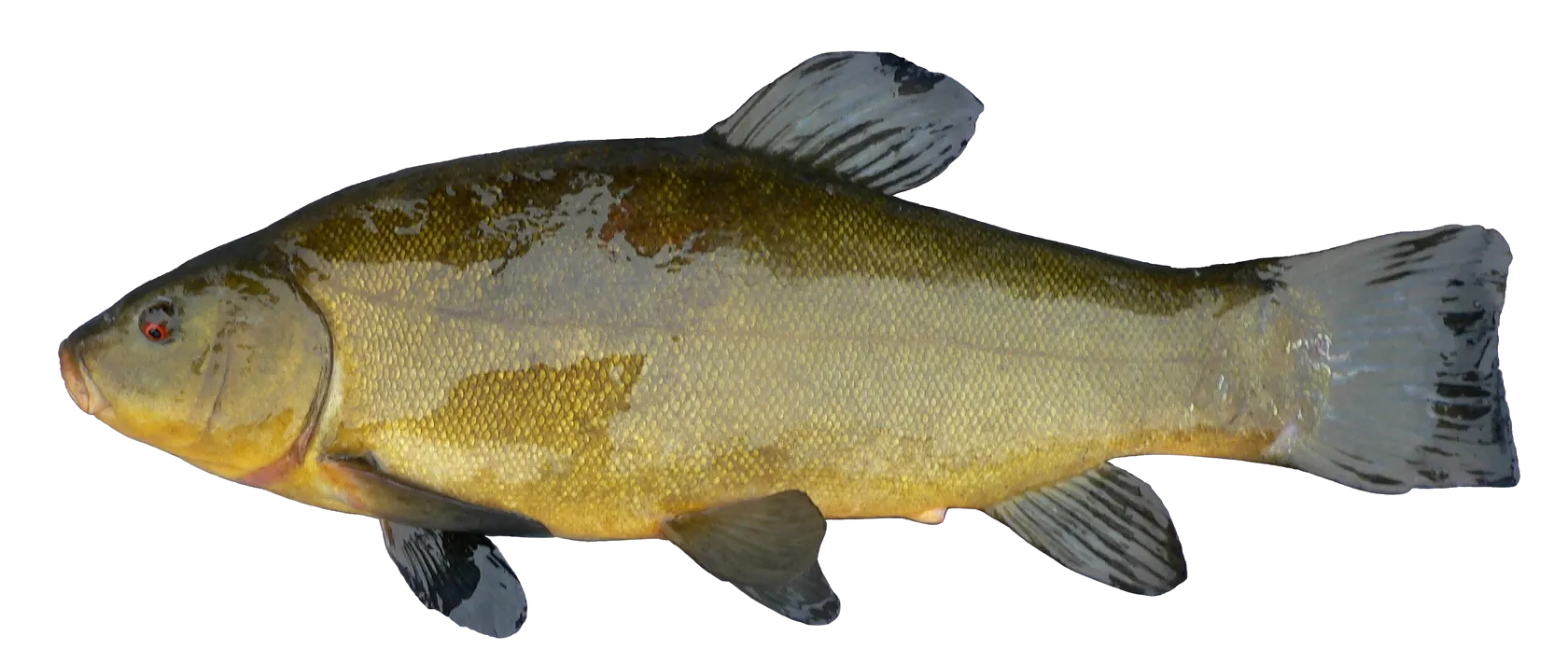 Tench