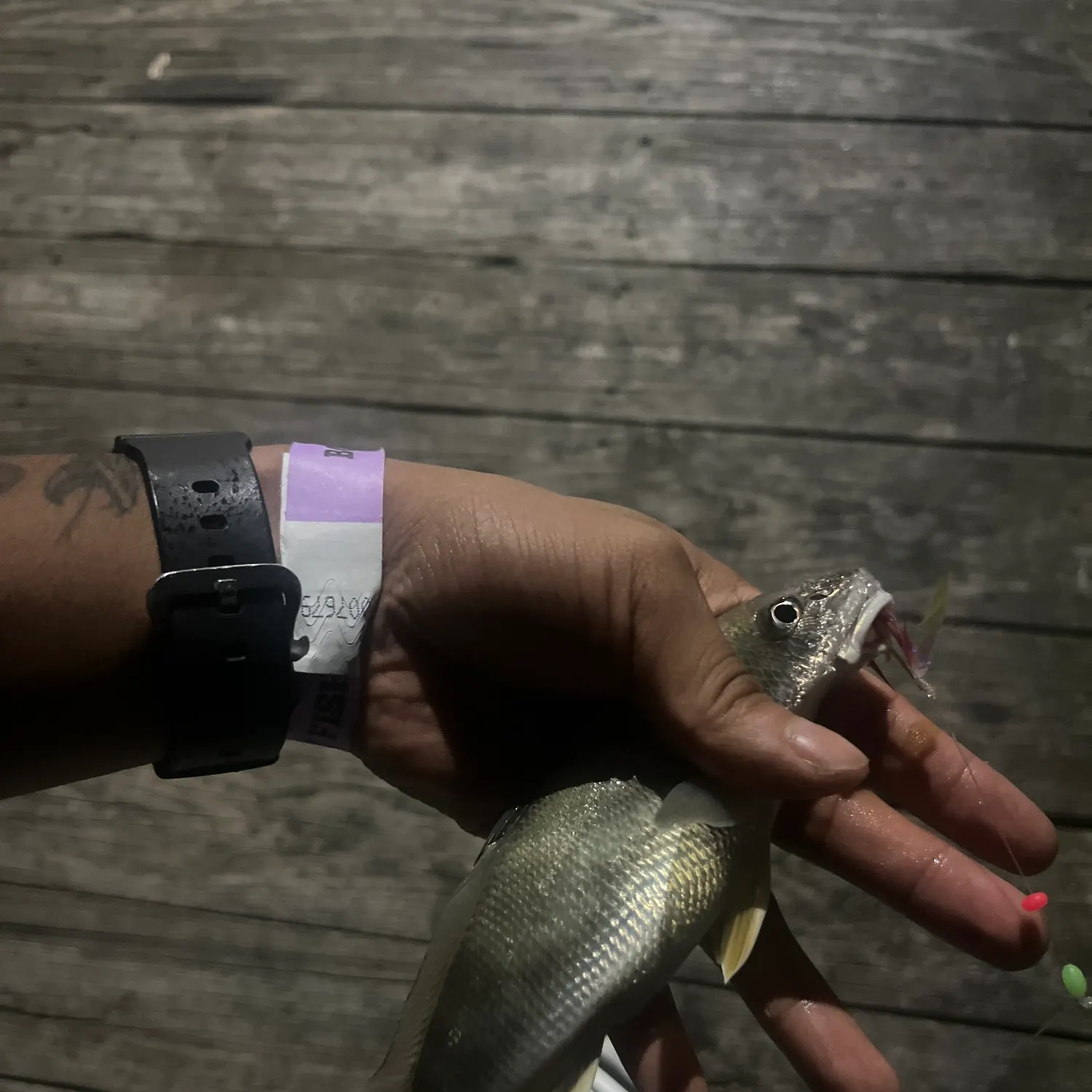 Whiting caught on Fishbrain