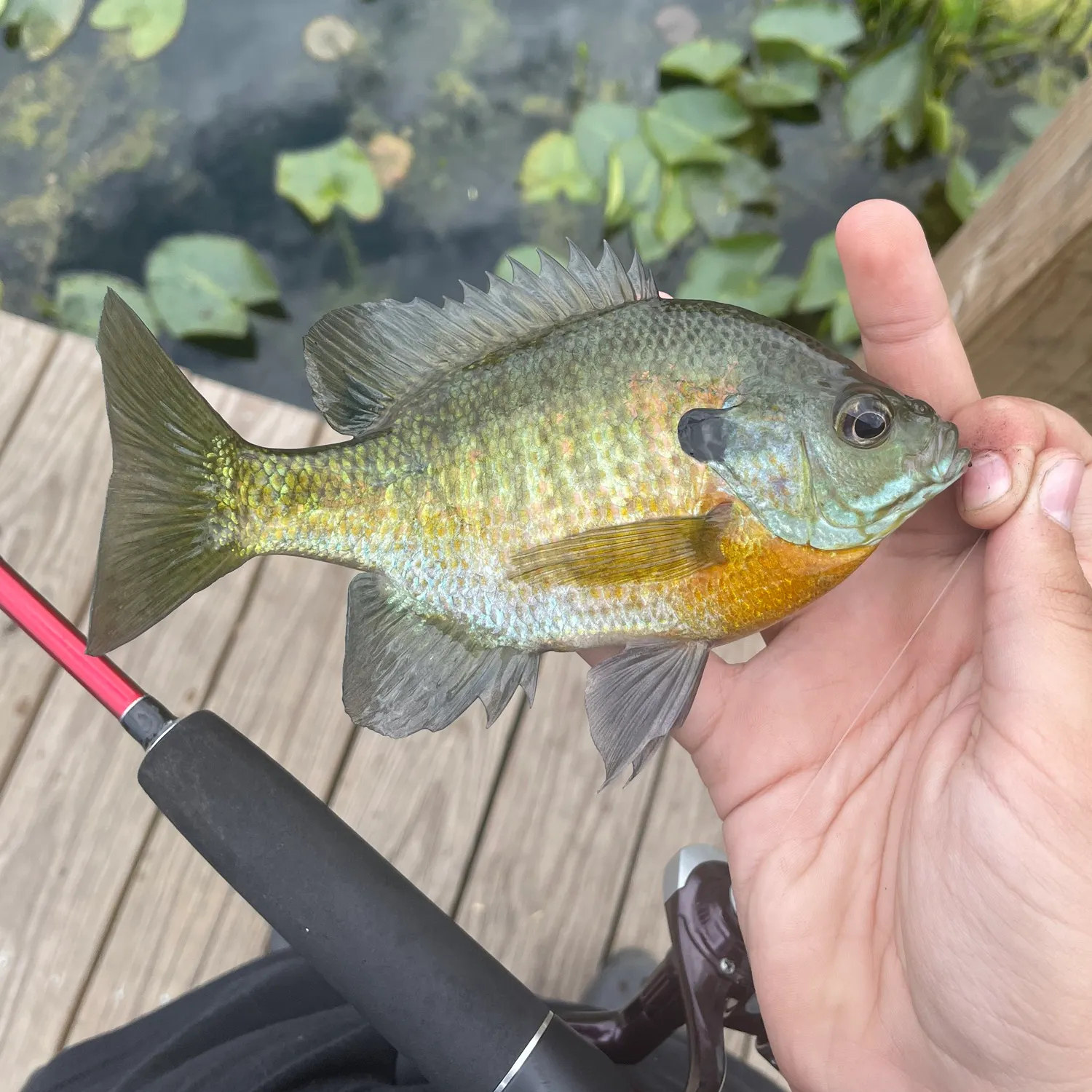 recently logged catches