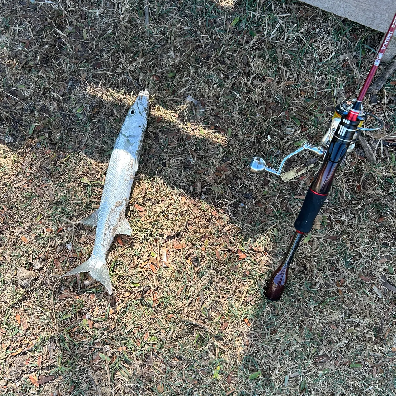 Great barracuda caught on Fishbrain
