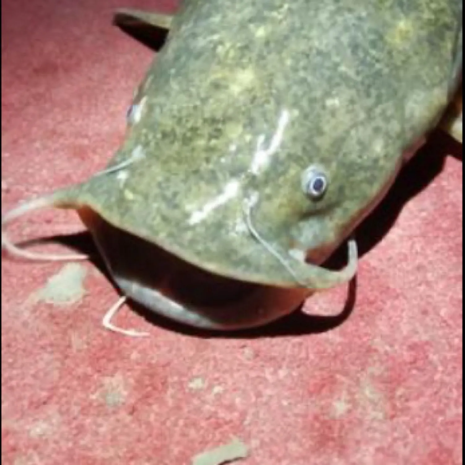 The most recent Flathead catfish catches on Fishbrain