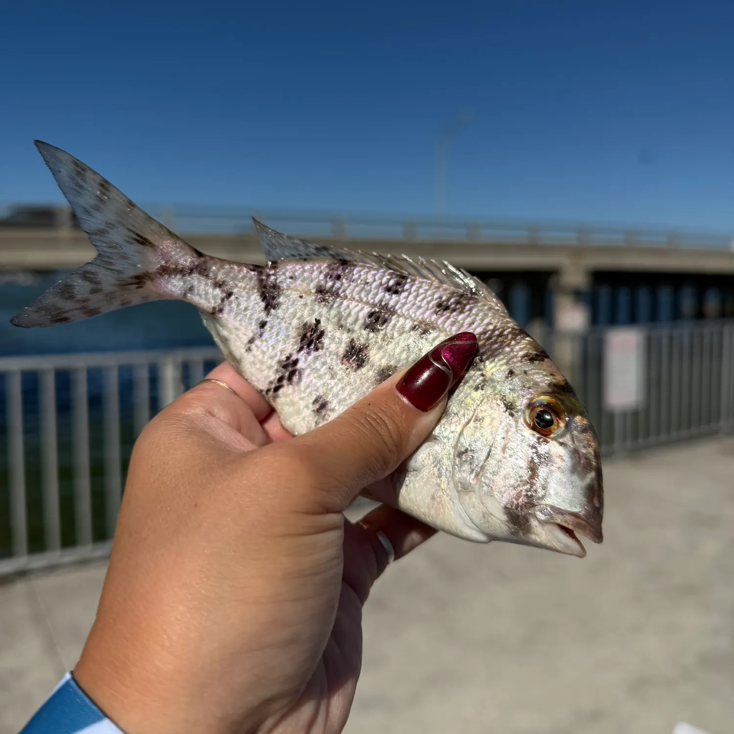 The most recent Grass porgy catches on Fishbrain