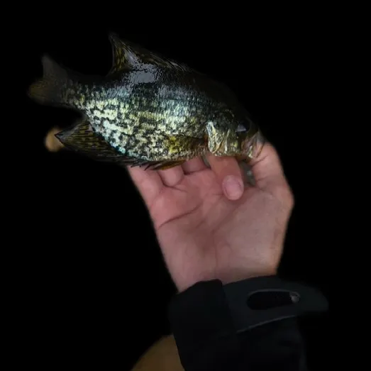 Black crappie caught on Fishbrain