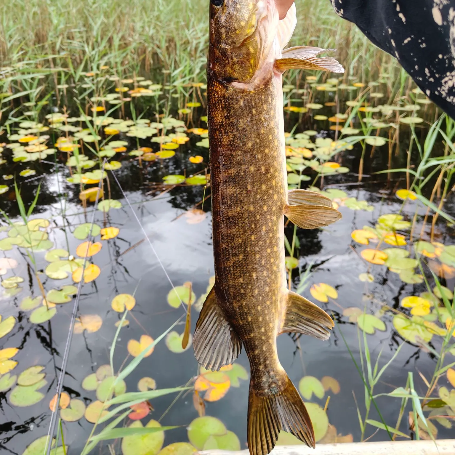 Northern pike caught on Fishbrain