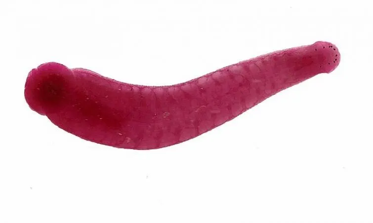 Leeches