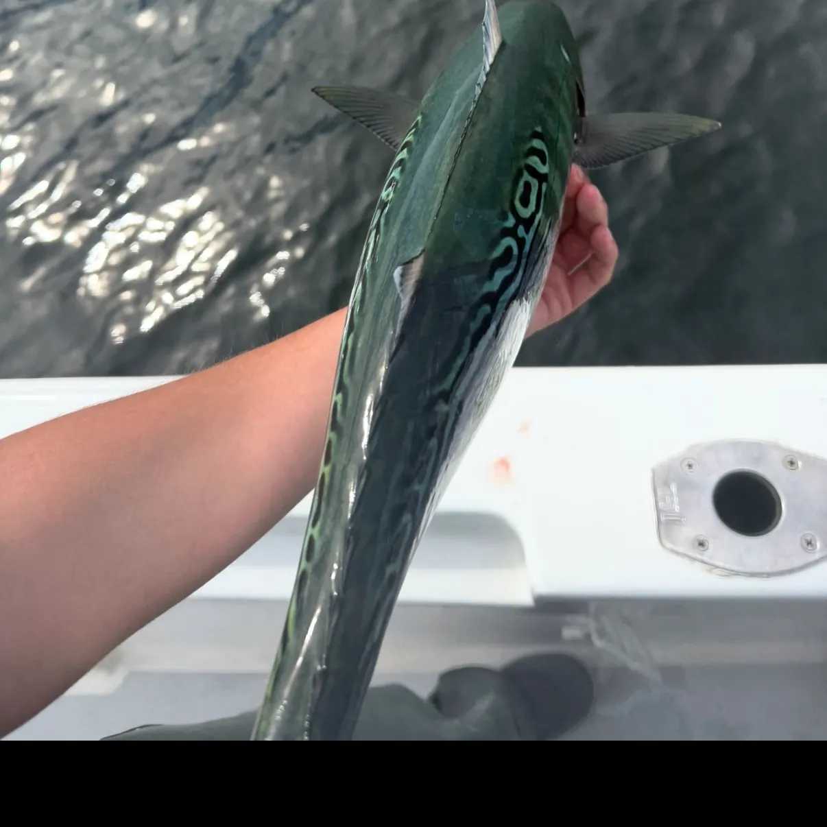 The most recent Little tunny catches on Fishbrain