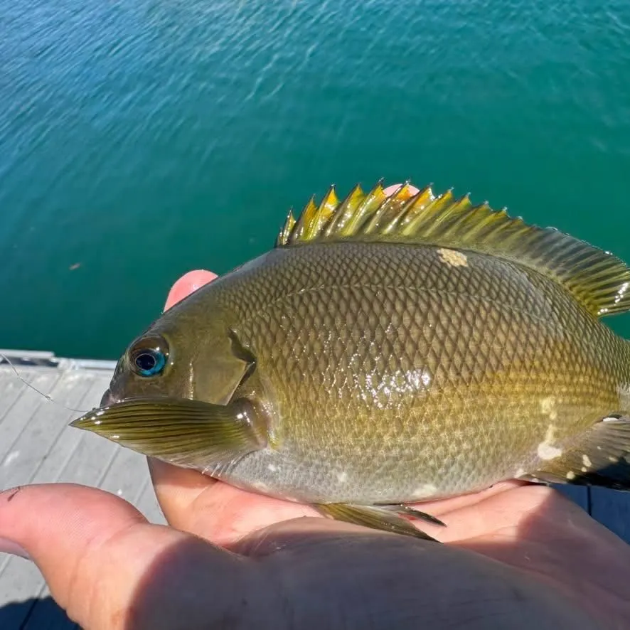 The most recent Estuary perch catches on Fishbrain