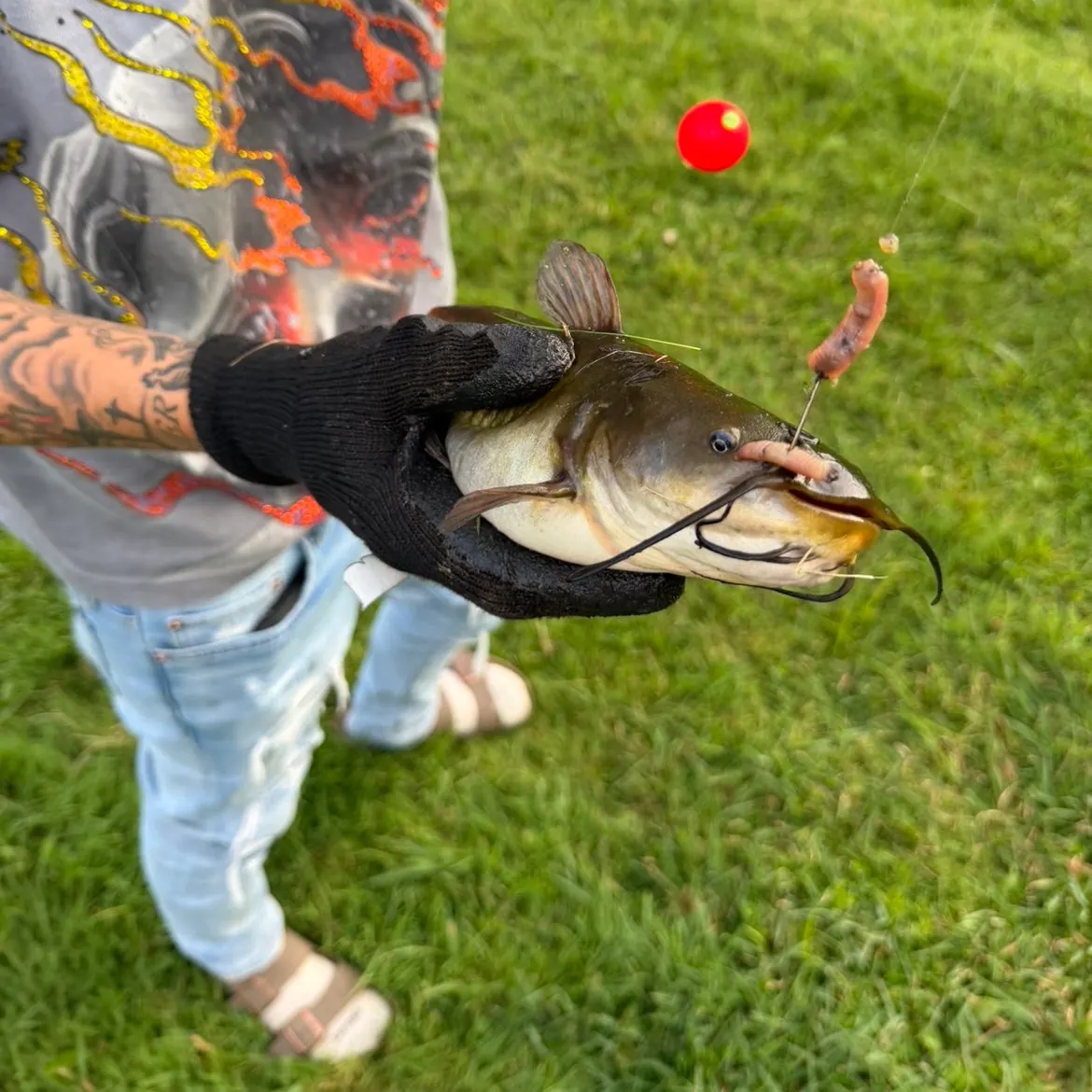 Black bullhead caught on Fishbrain