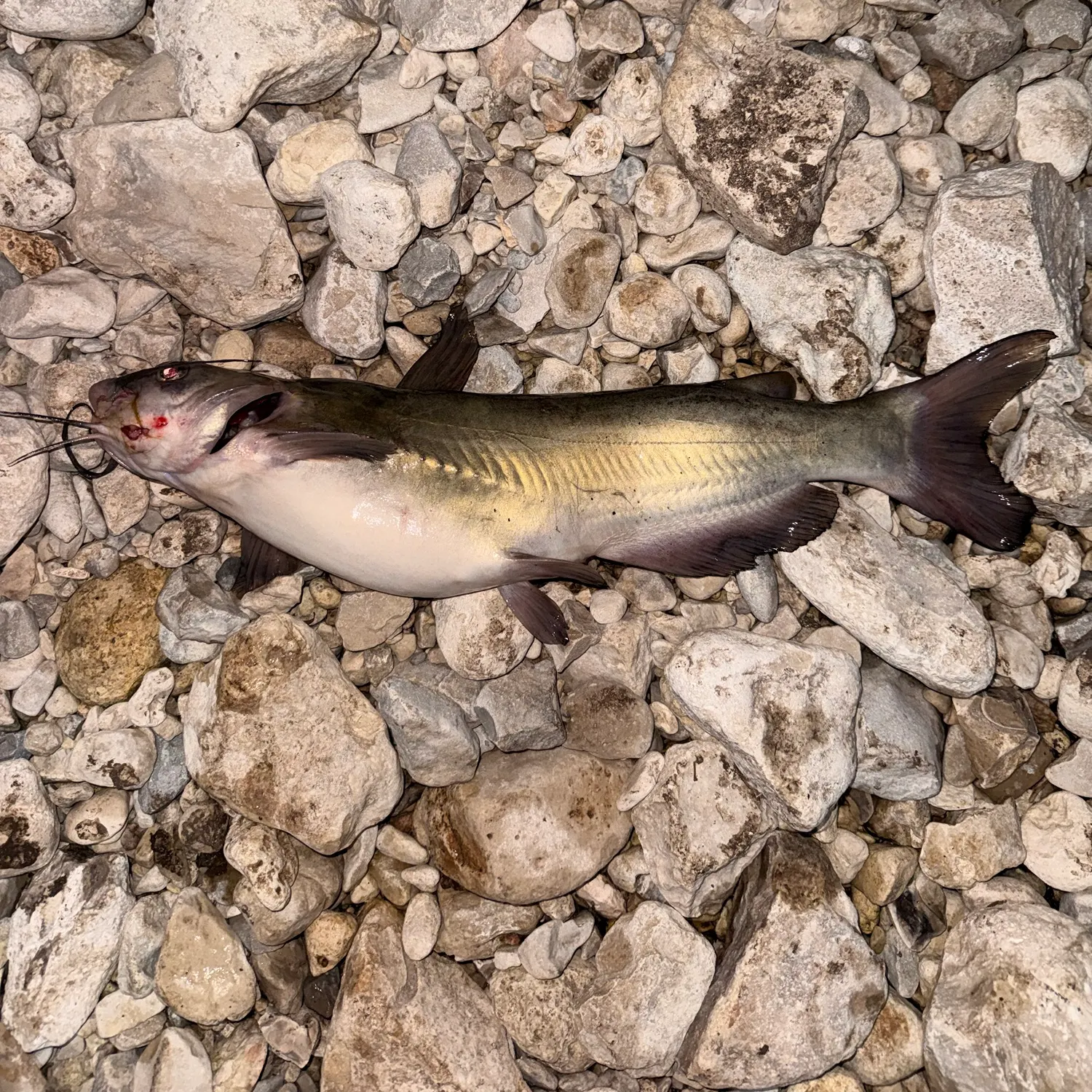 Channel catfish caught on Fishbrain