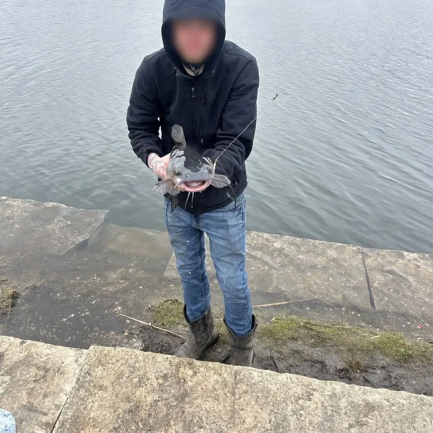 The most recent Blacksaddled coralgrouper catches on Fishbrain