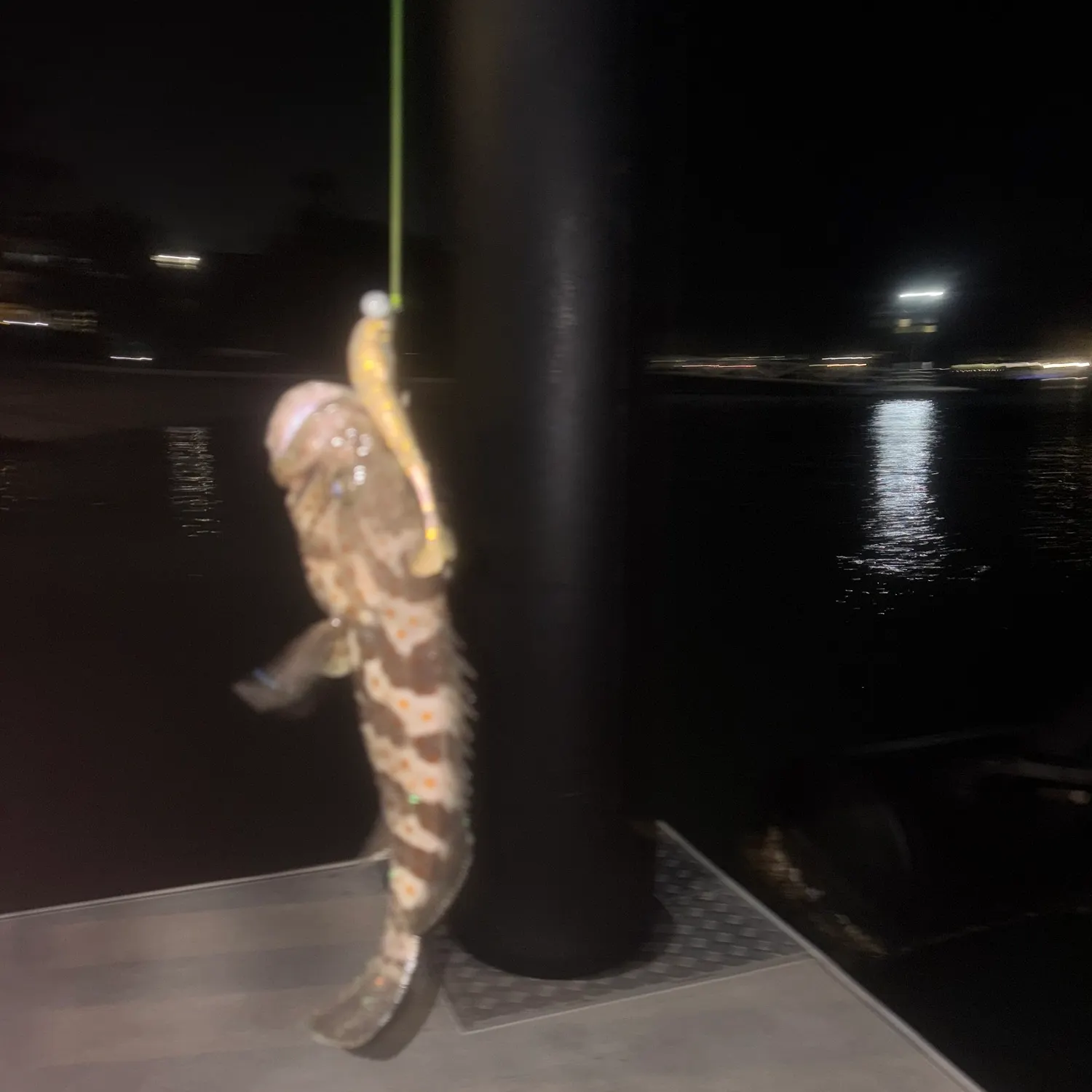 The most recent Malabar grouper catches on Fishbrain