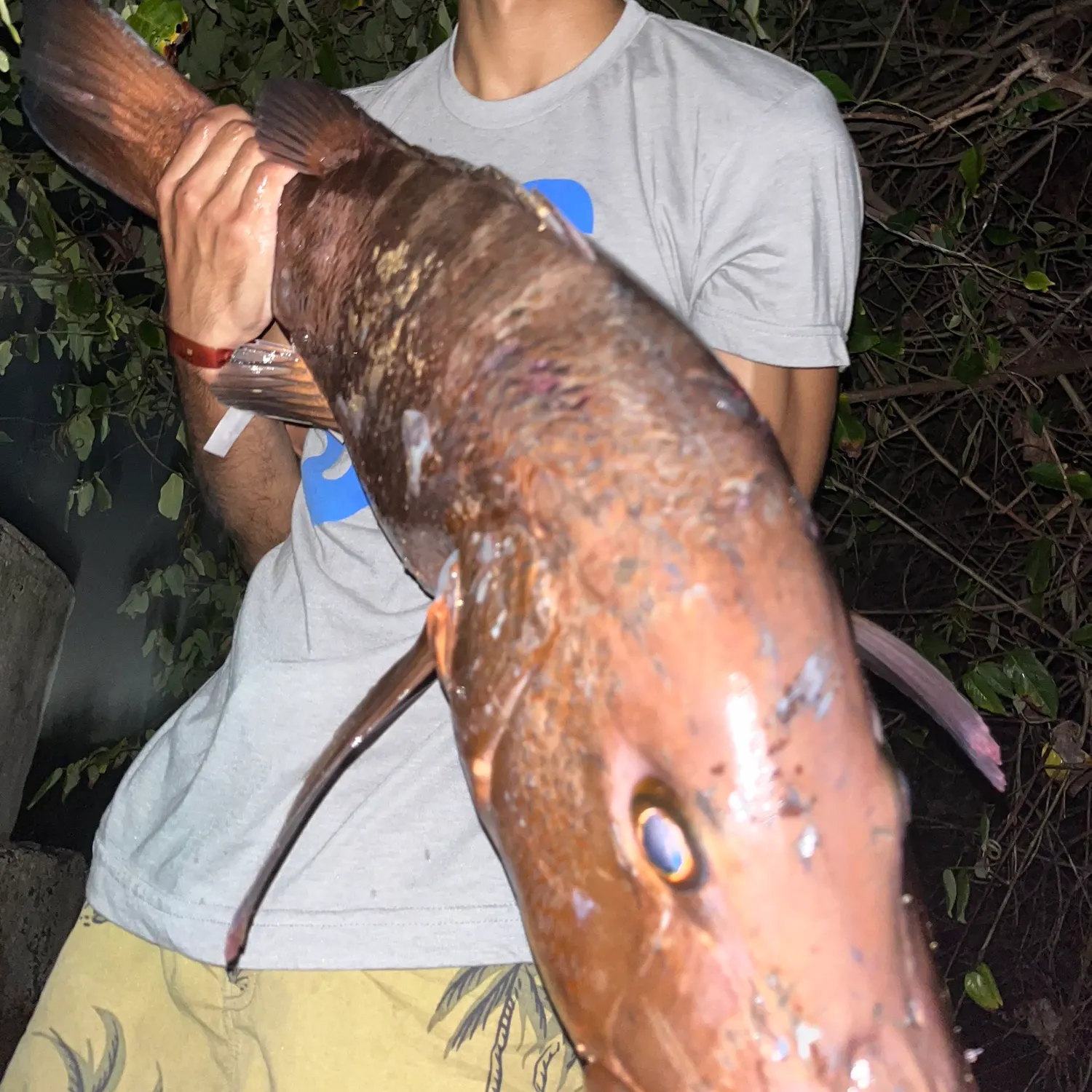 The most recent Cubera snapper catches on Fishbrain