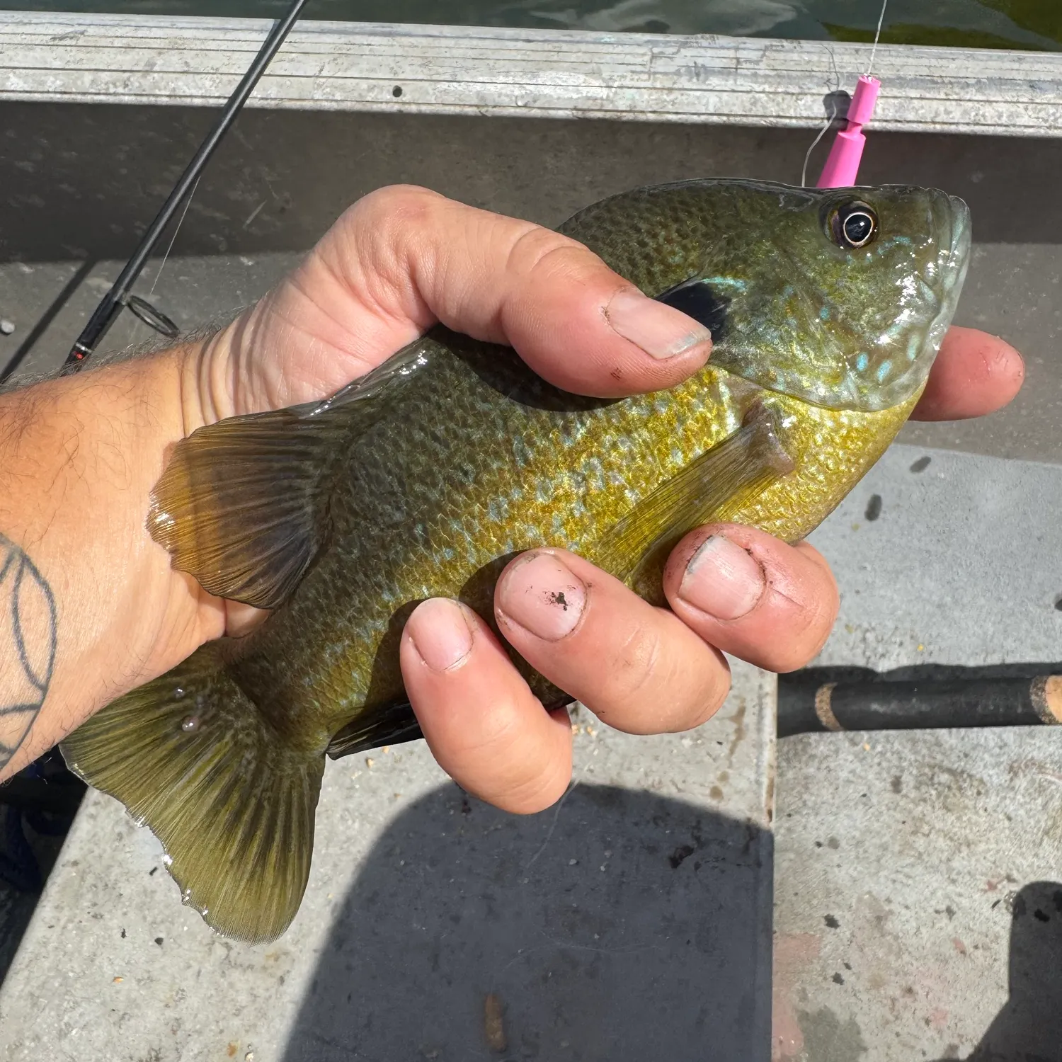 Greengill hybrid caught on Fishbrain