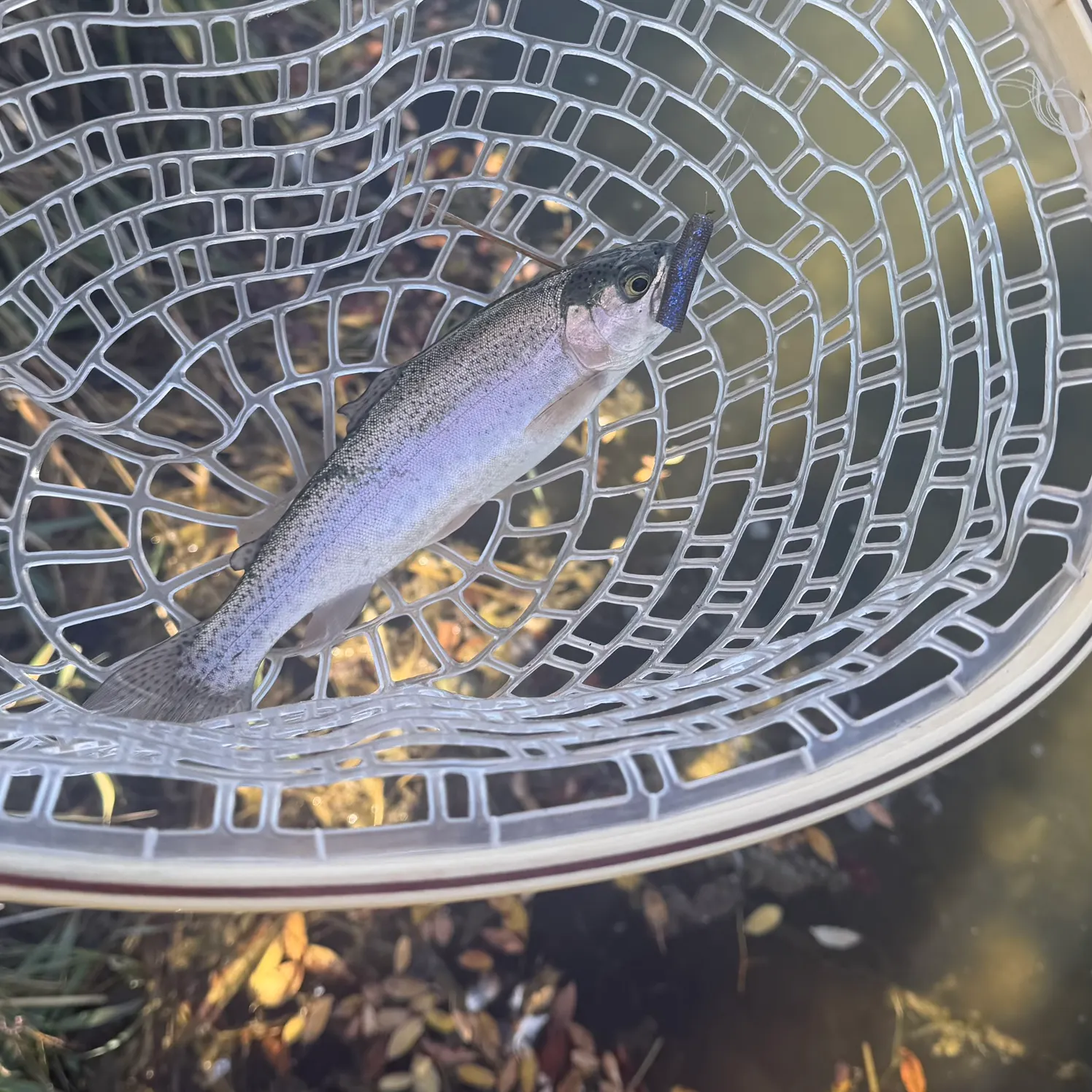 Rainbow trout caught on Fishbrain