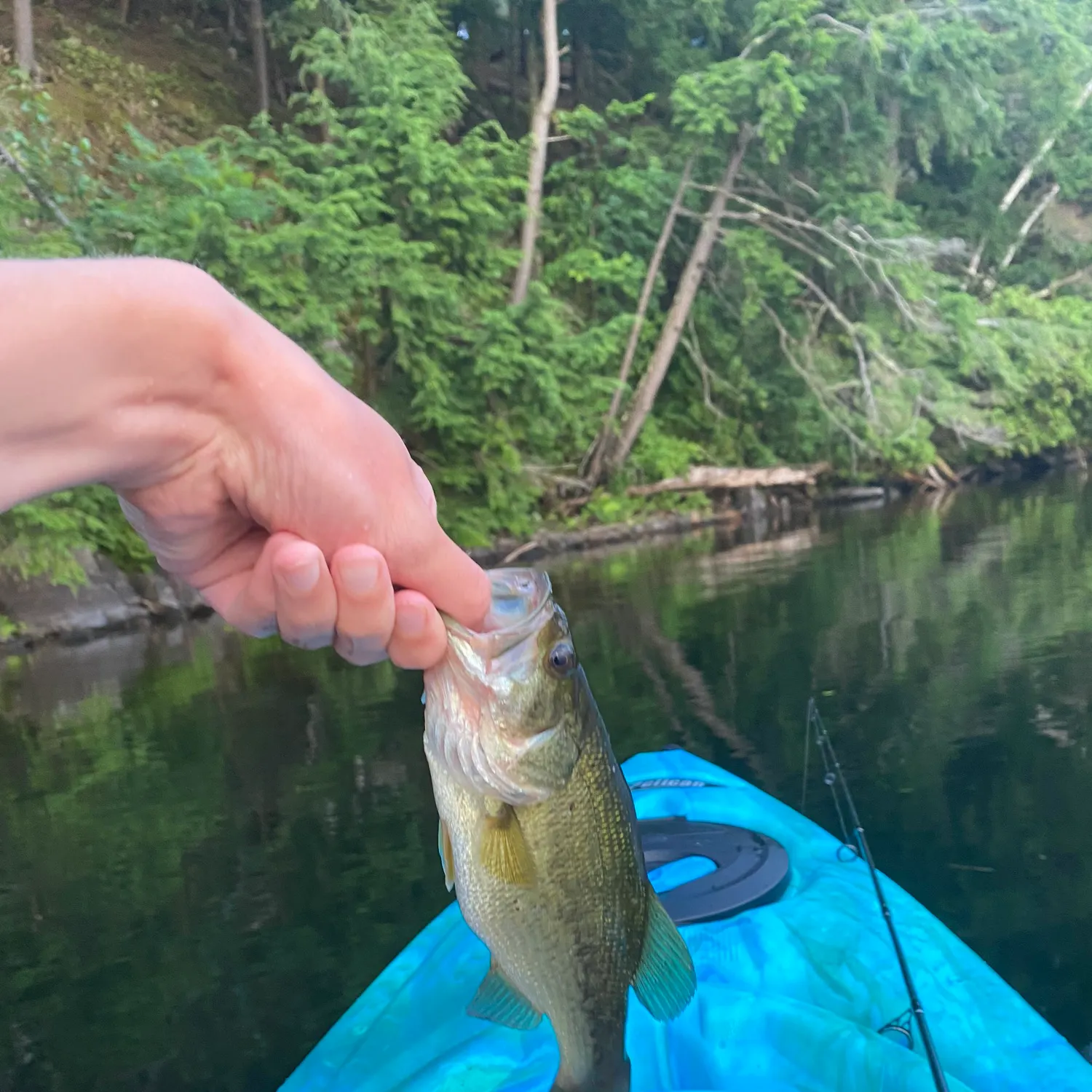angler catch