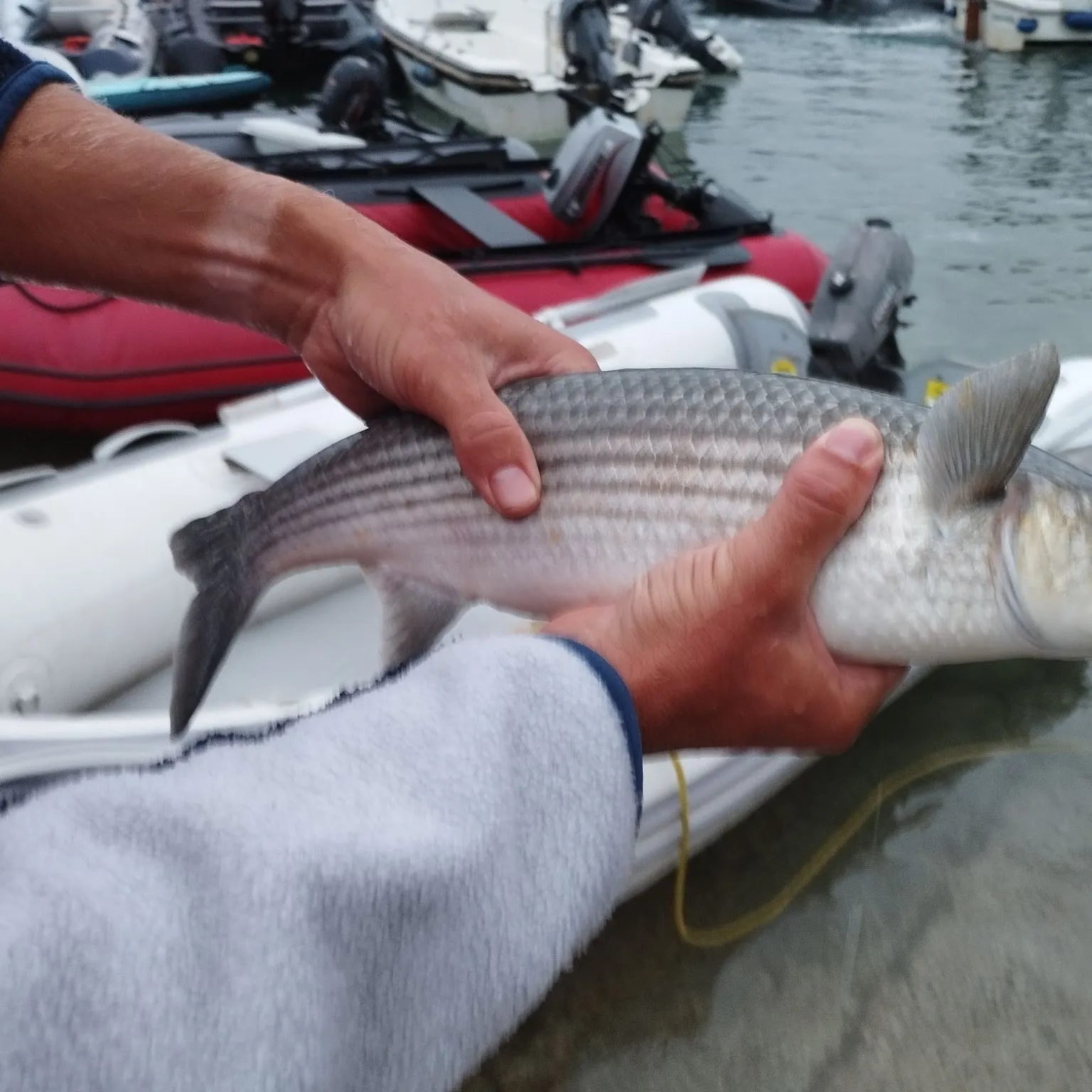 The most recent Thinlip grey mullet catches on Fishbrain