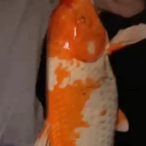 The most recent Koi carp catches on Fishbrain