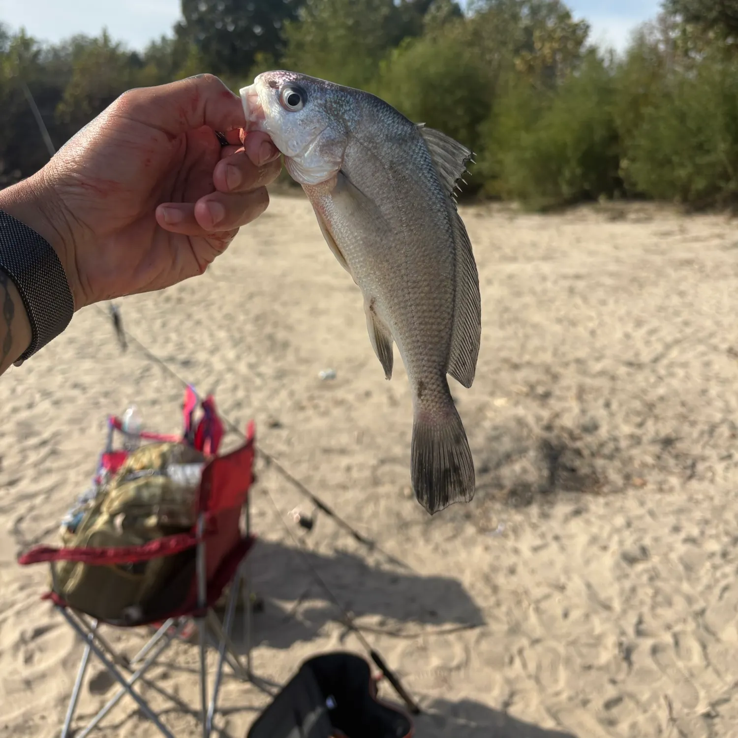 catch