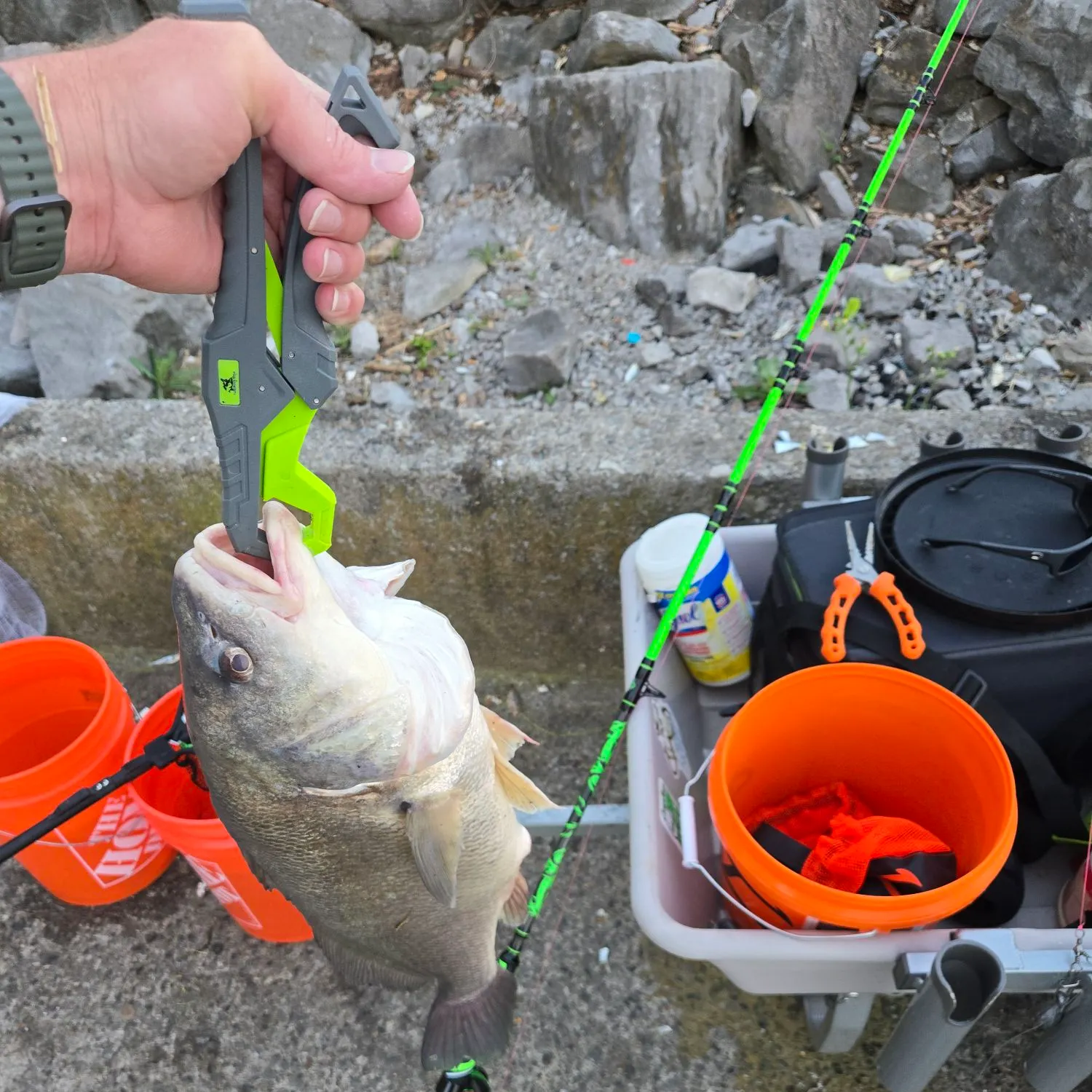 recently logged catches