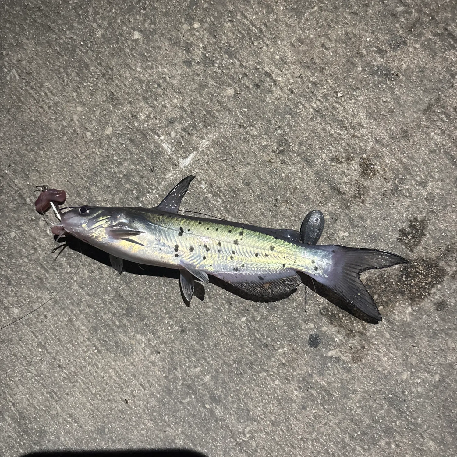 Channel catfish caught on Fishbrain